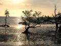 Mangrove au couchant