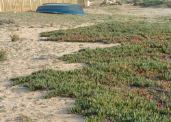 Plantes exotiques envahissantes : la griffe de sorcière sur une plage de Giens