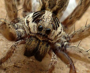 Conférences sur les araignées