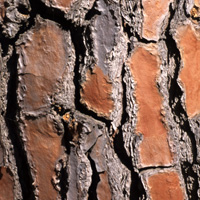 Connaissance des arbres : écorce du pin parasol