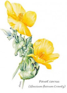 Inventaires ethnobotaniques : illustration