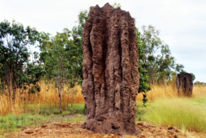 Conférence sur le biomimétisme, termitière en Australie