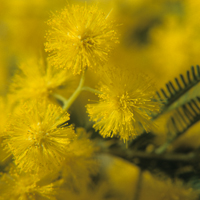 Inventaire ethnobotanique : Acacia dealbata