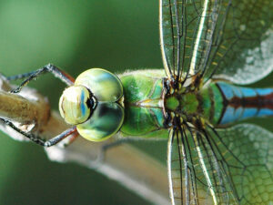Sortie scolaire sur les insectes