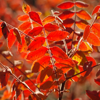 Plantes allergisantes : le sumac