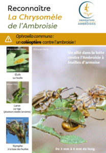 Plantes allergisantes : un moyen de lutte la chrysomèle de l'ambroisie