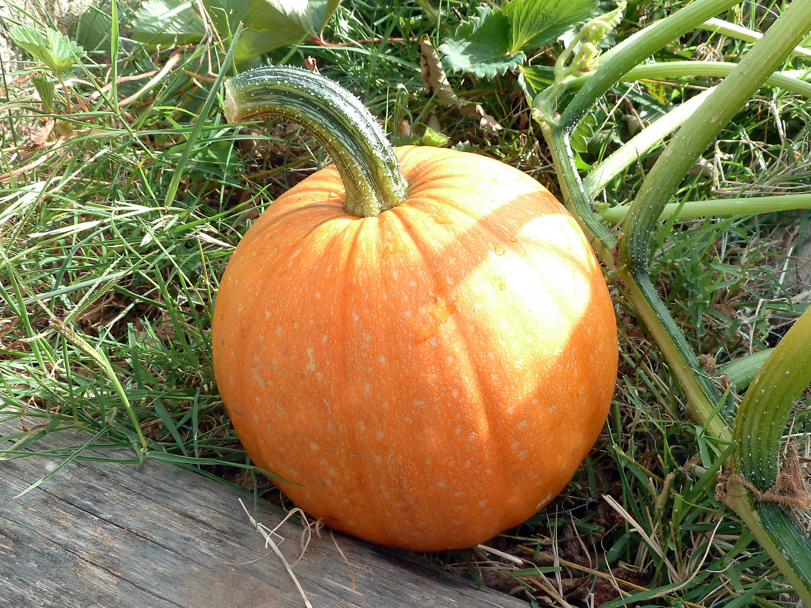 S’installer en permaculture