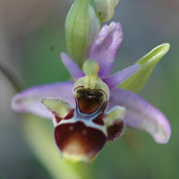 Initiation à la botanique : Ophrys apifera