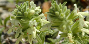 Initiation à la botanique : Stachys maritima